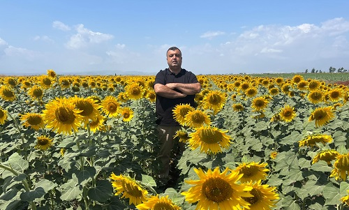 Ayçiçeği Üretimine Sahip Çıkılmalıdır! haber fotoğrafı