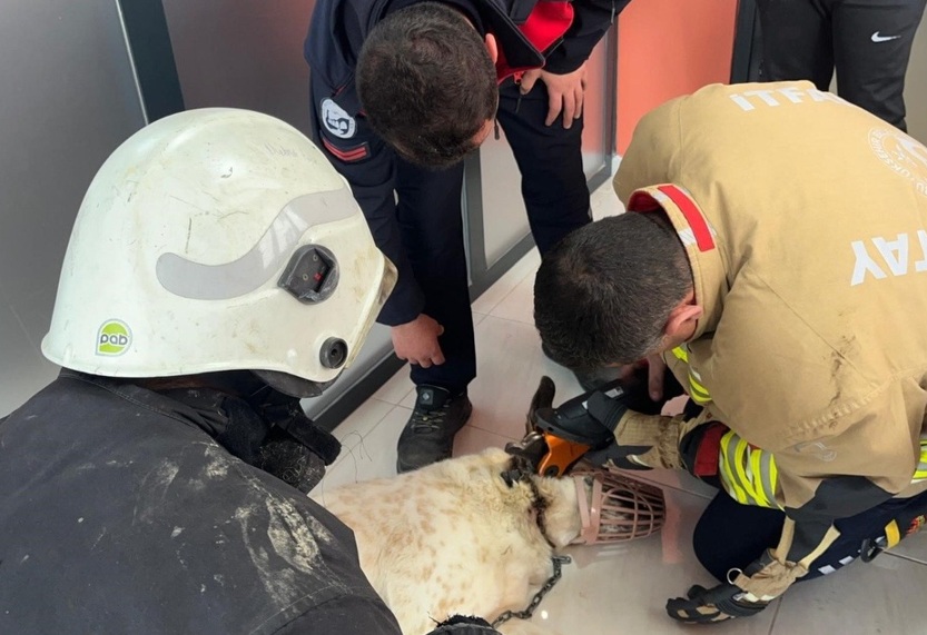 Boynuna zincir dolanan köpeği itfaiye kurtardı
