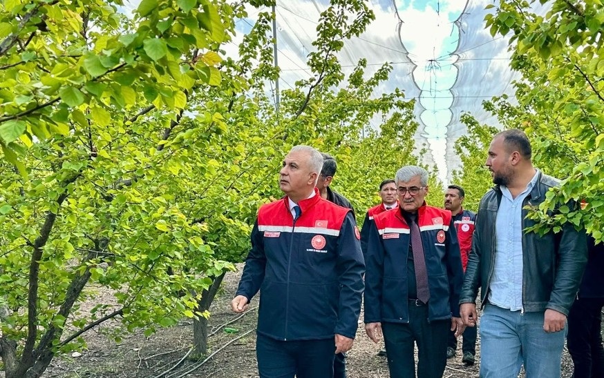 Erkenci Kayısı Bahçelerinde İnceleme