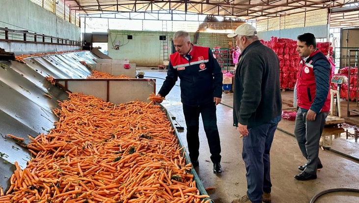 Hatay’da havuç üretimi arttı