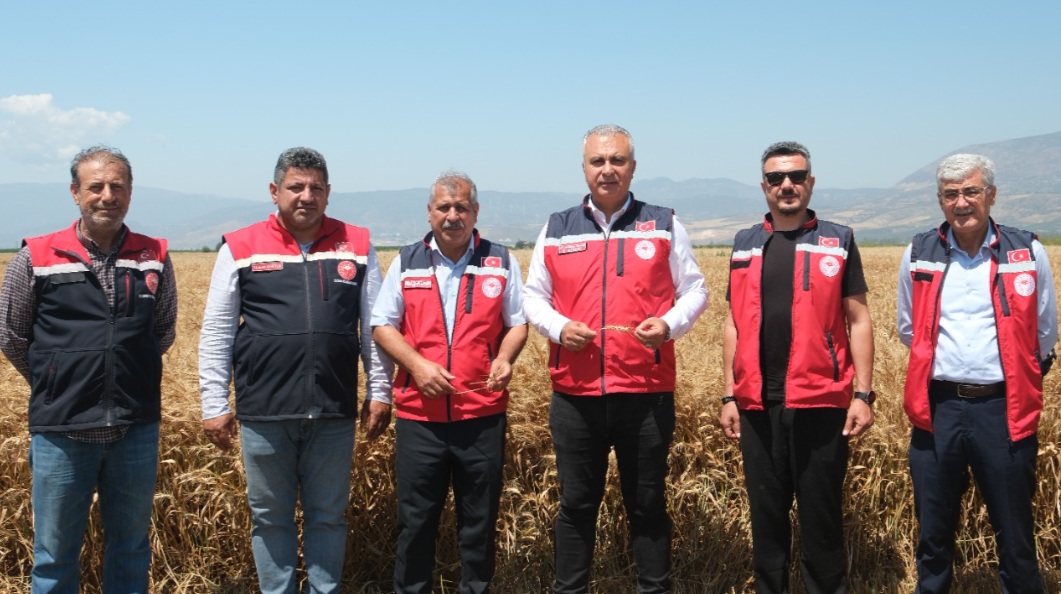 İl Tarım Müdürü Türkmen Biçerdöver İle Buğday Hasadı Yaptı haber fotoğrafı