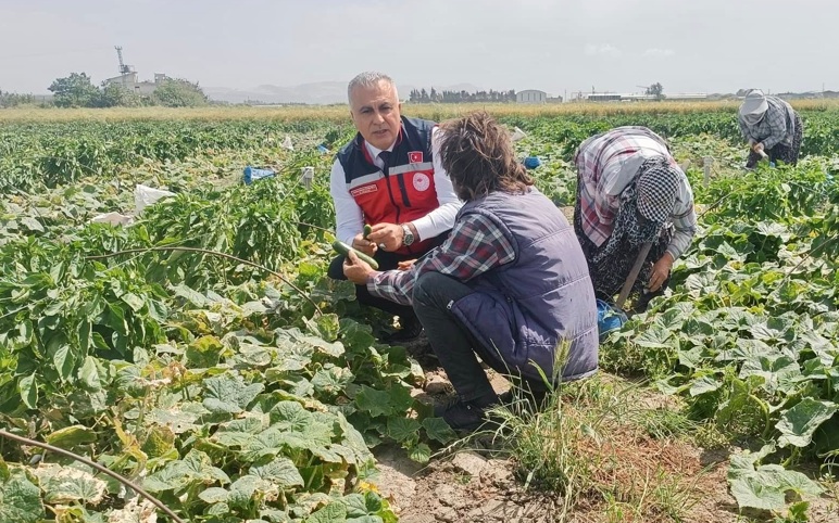 Turfanda sebze  üretimi bölge ekonomisine katkı sağlıyor haber fotoğrafı