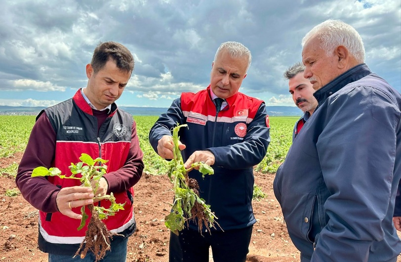Türkmen tarım alanlarını inceledi